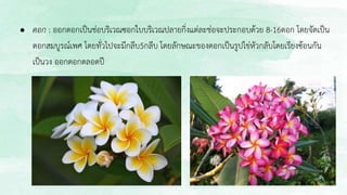 ● ดอก : ออกดอกเป็นช่อบริเวณซอกใบบริเวณปลายกิ่งแต่ละช่อจะประกอบด้วย 8-16ดอก โดยจัดเป็น
ดอกสมบูรณ์เพศ โดยทั่วไปจะมีกลีบ5กลีบ โดยลักษณะของดอกเป็นรูปไข่หัวกลับโดยเรียงซ้อนกัน
เป็นวง ออกดอกตลอดปี
 