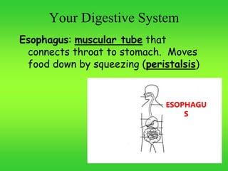 Your Digestive System
Esophagus: muscular tube that
connects throat to stomach. Moves
food down by squeezing (peristalsis)
ESOPHAGU
S
 