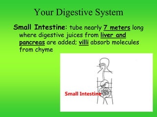 Your Digestive System
Small Intestine: tube nearly 7 meters long
where digestive juices from liver and
pancreas are added; villi absorb molecules
from chyme
Small Intestine
 