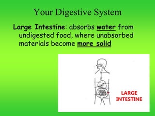 Your Digestive System
Large Intestine: absorbs water from
undigested food, where unabsorbed
materials become more solid
LARGE
INTESTINE
 