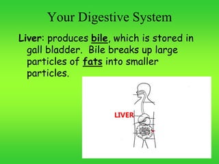 Your Digestive System
Liver: produces bile, which is stored in
gall bladder. Bile breaks up large
particles of fats into smaller
particles.
LIVER
 