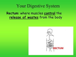 Your Digestive System
Rectum: where muscles control the
release of wastes from the body
RECTUM
 
