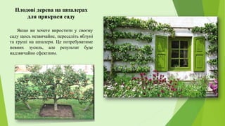 Плодові дерева на шпалерах
для прикраси саду
Якщо ви хочете виростити у своєму
саду щось незвичайне, переселіть яблуні
та груші на шпалери. Це потребуватиме
певних зусиль, але результат буде
надзвичайно ефектним.
 
