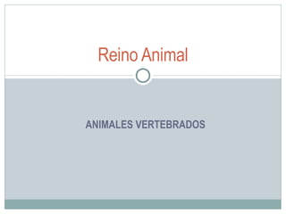 ANIMALES VERTEBRADOS Reino  Animal 