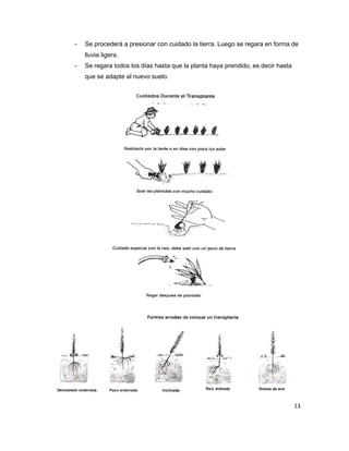 -

Se procederá a presionar con cuidado la tierra. Luego se regara en forma de
lluvia ligera.

-

Se regara todos los días hasta que la planta haya prendido, es decir hasta
que se adapte al nuevo suelo.

13

 