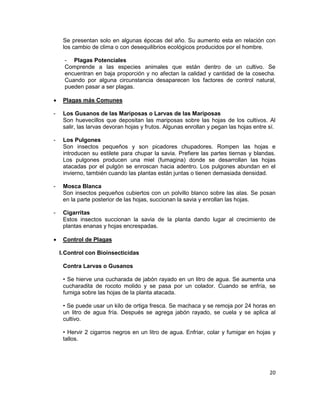 Se presentan solo en algunas épocas del año. Su aumento esta en relación con
los cambio de clima o con desequilibrios ecológicos producidos por el hombre.
- Plagas Potenciales
Comprende a las especies animales que están dentro de un cultivo. Se
encuentran en baja proporción y no afectan la calidad y cantidad de la cosecha.
Cuando por alguna circunstancia desaparecen los factores de control natural,
pueden pasar a ser plagas.
•

Plagas más Comunes

-

Los Gusanos de las Mariposas o Larvas de las Mariposas
Son huevecillos que depositan las mariposas sobre las hojas de los cultivos. Al
salir, las larvas devoran hojas y frutos. Algunas enrollan y pegan las hojas entre sí.

-

Los Pulgones
Son insectos pequeños y son picadores chupadores. Rompen las hojas e
introducen su estilete para chupar la savia. Prefiere las partes tiernas y blandas.
Los pulgones producen una miel (fumagina) donde se desarrollan las hojas
atacadas por el pulgón se enroscan hacia adentro. Los pulgones abundan en el
invierno, también cuando las plantas están juntas o tienen demasiada densidad.

-

Mosca Blanca
Son insectos pequeños cubiertos con un polvillo blanco sobre las alas. Se posan
en la parte posterior de las hojas, succionan la savia y enrollan las hojas.

-

Cigarritas
Estos insectos succionan la savia de la planta dando lugar al crecimiento de
plantas enanas y hojas encrespadas.

•

Control de Plagas
I. Control con Bioinsecticidas
Contra Larvas o Gusanos
• Se hierve una cucharada de jabón rayado en un litro de agua. Se aumenta una
cucharadita de rocoto molido y se pasa por un colador. Cuando se enfría, se
fumiga sobre las hojas de la planta atacada.
• Se puede usar un kilo de ortiga fresca. Se machaca y se remoja por 24 horas en
un litro de agua fría. Después se agrega jabón rayado, se cuela y se aplica al
cultivo.
• Hervir 2 cigarros negros en un litro de agua. Enfriar, colar y fumigar en hojas y
tallos.

20

 