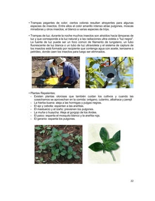 • Trampas pegantes de color; ciertos colores resultan atrayentes para algunas
especies de insectos. Entre ellos el color amarillo intenso atrae pulgones, moscas
minadoras y otros insectos; el blanco a varias especies de tríps.
• Trampas de luz; durante la noche muchos insectos son atraídos hacia lámparas de
luz y que corresponde a la luz natural y a las radiaciones ultra-violeta o "luz negra".
La fuente de luz puede ser un foco común de filamento de tungsteno, un tubo
fluorescente de luz blanca o un tubo de luz ultravioleta y el sistema de captura de
los insectos está formado por recipiente que contenga agua con aceite, kerosene o
petróleo, donde caen los insectos para luego ser eliminados.

• Plantas Repelentes:
- Existen plantas olorosas que también cuidan los cultivos y cuando las
cosechamos se aprovechan en la comida: orégano, culantro, albahaca y perejil
- La hierba buena: aleja a las hormigas y pulgas negras.
- El ajo y cebolla: espantan a las arañitas.
- El mastuerzo y el izaño: previenen los pulgones.
- La muña o huaycha: Aleja al gorgojo de los Andes.
- El paico: espanta el mosquito blanco y la arañita roja.
- El geranio: espanta los pulgones.

22

 