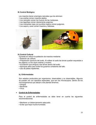 III. Control Biológico
Los insectos tienen enemigos naturales que los eliminan:
• Las arañas comen insectos alados.
• Los ciempiés comen los huevos de las mariposas.
• Las lagartijas comen diariamente pulgones.
• Las mariquitas rojas con puntitos negros comen pulgones.
• Los sapos y aves comen insectos y babosas.

IV. Control Cultural
Consiste en reducir la población de insectos mediante:
• Rotación de cultivos.
• Preparación oportuna del suelo. Al voltear el suelo las larvas quedan expuestas a
los pájaros o a los rayos solares y mueren.
• Inundación que ahogue a las larvas dentro del suelo.
• Aporques altos para evitar los gusanos cortadores del tallo.
• Uso de platas repelentes.
b). Enfermedades
Son estados producidos por organismos, observables y no observables. Algunos
se pueden ver con aparatos especiales, que son los microscopios. Dentro de los
microorganismos que atacan a las plantas tenemos:
• Hongos
• Bacterias
• Virus.
•

Control de Enfermedades
Para el control de enfermedades se debe tener en cuenta las siguientes
recomendaciones:
• Mantener un distanciamiento adecuado.
• Evitar que haya mucha humedad.

23

 