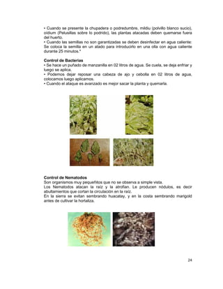 • Cuando se presente la chupadera o podredumbre, mildiu (polvillo blanco sucio),
oídium (Pelusillas sobre lo podrido), las plantas atacadas deben quemarse fuera
del huerto.
• Cuando las semillas no son garantizadas se deben desinfectar en agua caliente:
Se coloca la semilla en un atado para introducirlo en una olla con agua caliente
durante 25 minutos.*
Control de Bacterias
• Se hace un puñado de manzanilla en 02 litros de agua. Se cuela, se deja enfriar y
luego se aplica.
• Podemos dejar reposar una cabeza de ajo y cebolla en 02 litros de agua,
colocamos luego aplicamos.
• Cuando el ataque es avanzado es mejor sacar la planta y quemarla.

Control de Nematodos
Son organismos muy pequeñitos que no se observa a simple vista.
Los Nematodos atacan la raíz y la atrofian. Le producen nódulos, es decir
abultamientos que cortan la circulación en la raíz.
En la sierra se evitan sembrando huacatay, y en la costa sembrando marigold
antes de cultivar la hortaliza.

24

 