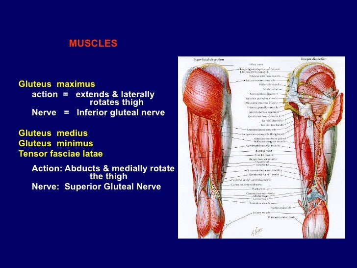 Gluteal Region