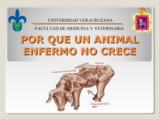 UNIVERSIDAD VERACRUZANA
FACULTAD DE MEDICINA Y VETERINARIA

POR QUE UN ANIMAL
ENFERMO NO CRECE

 