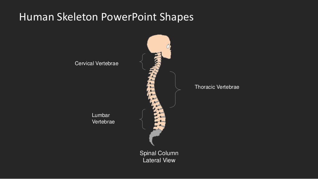human-skeleton-powerpoint-shapes-slidemodel