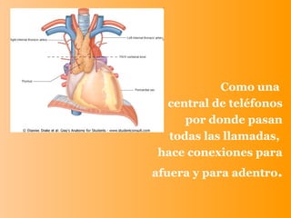 Como una  central de teléfonos por donde pasan todas las llamadas,  hace conexiones para afuera y para adentro .  