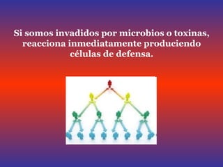Si somos invadidos por microbios o toxinas, reacciona inmediatamente produciendo células de defensa. 