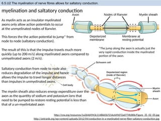 IBDP Biology _Neurones and Synapses.pptx