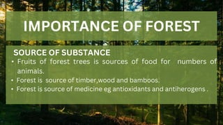 IMPORTANCE OF FOREST
SOURCE OF SUBSTANCE
• Fruits of forest trees is sources of food for numbers of
animals.
• Forest is source of timber,wood and bamboos.
• Forest is source of medicine eg antioxidants and antiherogens .
 