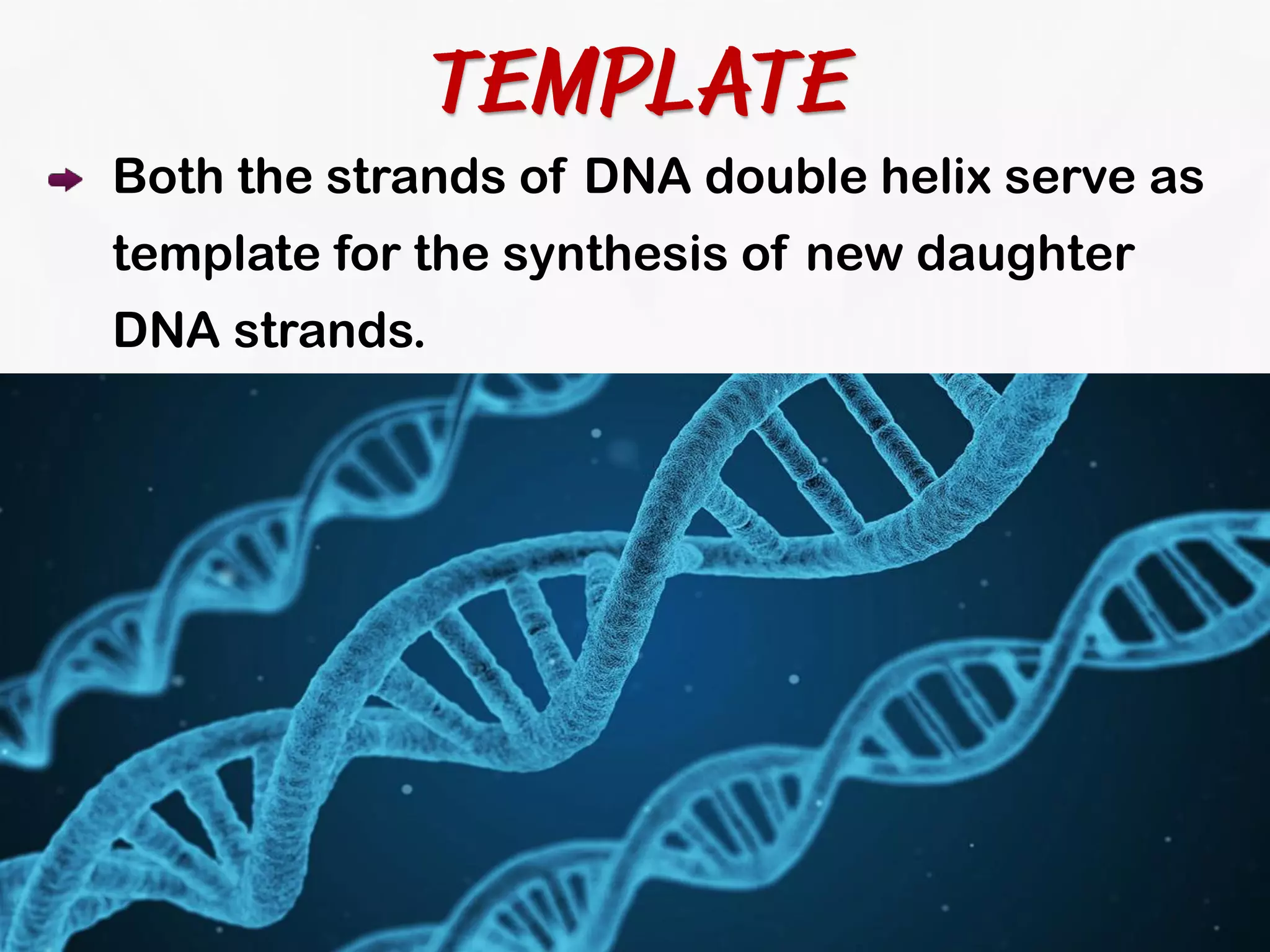 DNA Replication - | PDF