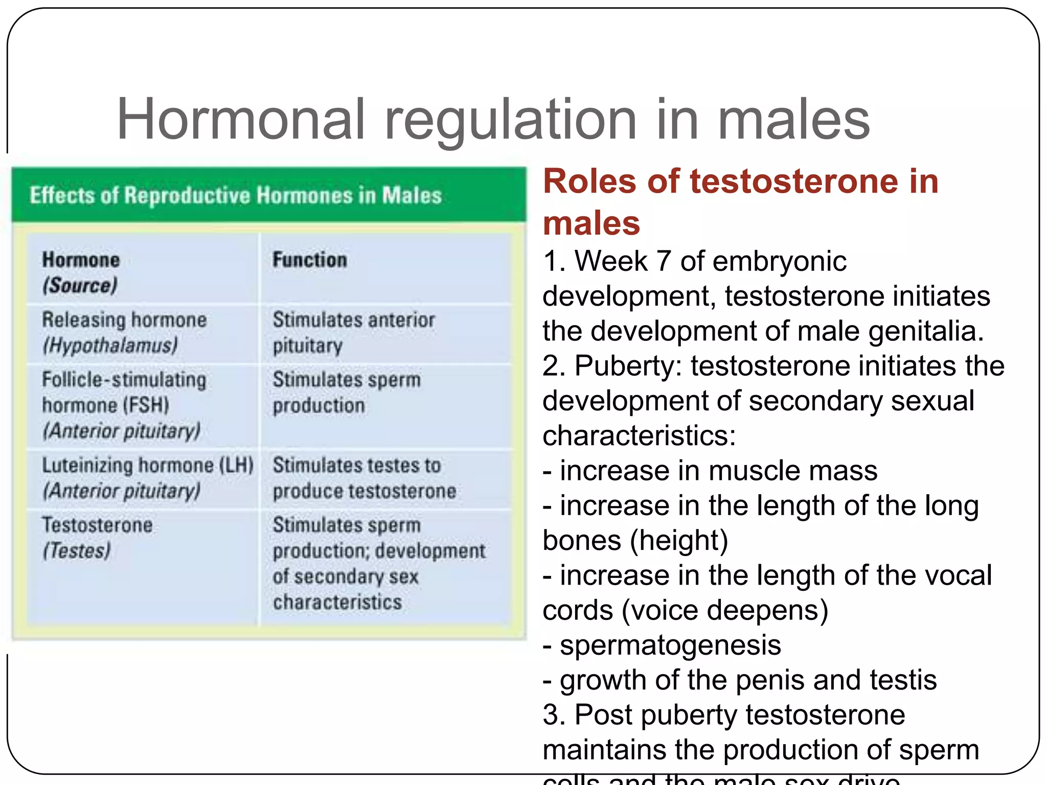 Hormonal regulation in males
               Roles of testosterone in
               males
               1. Week 7 of embryonic
               development, testosterone initiates
               the development of male genitalia.
               2. Puberty: testosterone initiates the
               development of secondary sexual
               characteristics:
               - increase in muscle mass
               - increase in the length of the long
               bones (height)
               - increase in the length of the vocal
               cords (voice deepens)
               - spermatogenesis
               - growth of the penis and testis
               3. Post puberty testosterone
               maintains the production of sperm
 