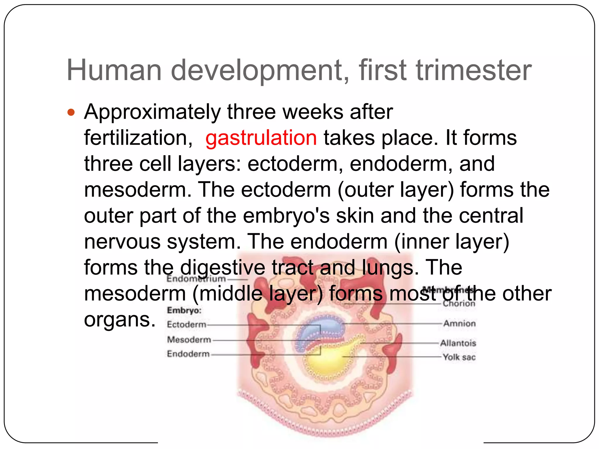 Human development, first trimester
 Approximately three weeks after
 fertilization, gastrulation takes place. It forms
 three cell layers: ectoderm, endoderm, and
 mesoderm. The ectoderm (outer layer) forms the
 outer part of the embryo's skin and the central
 nervous system. The endoderm (inner layer)
 forms the digestive tract and lungs. The
 mesoderm (middle layer) forms most of the other
 organs.
 
