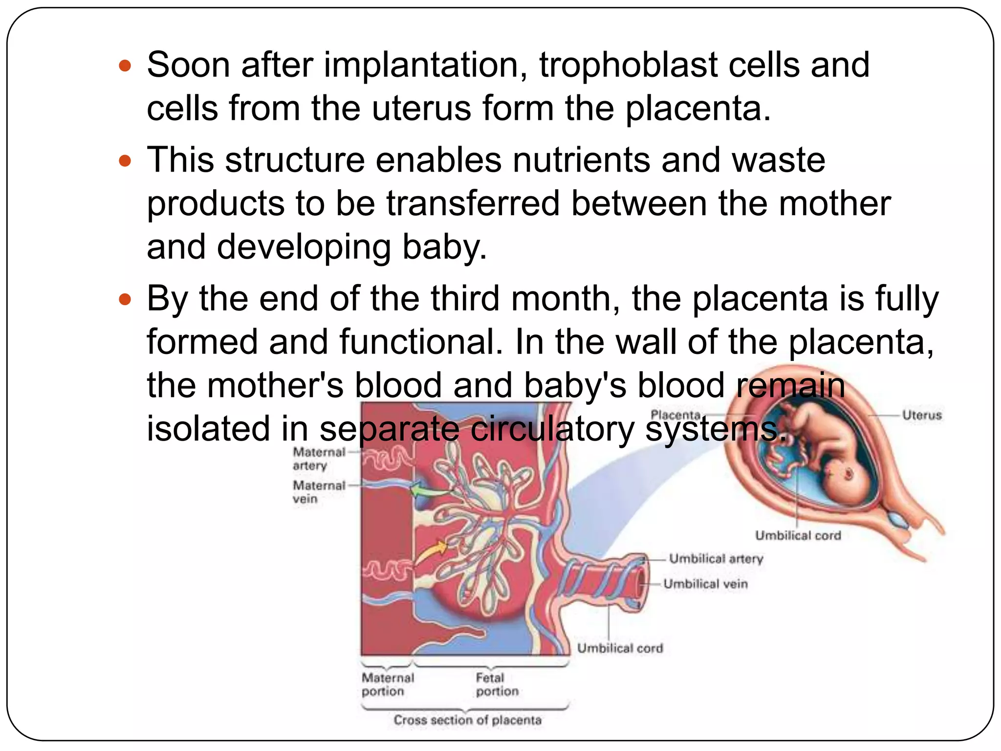  Soon after implantation, trophoblast cells and
  cells from the uterus form the placenta.
 This structure enables nutrients and waste
  products to be transferred between the mother
  and developing baby.
 By the end of the third month, the placenta is fully
  formed and functional. In the wall of the placenta,
  the mother's blood and baby's blood remain
  isolated in separate circulatory systems.
 