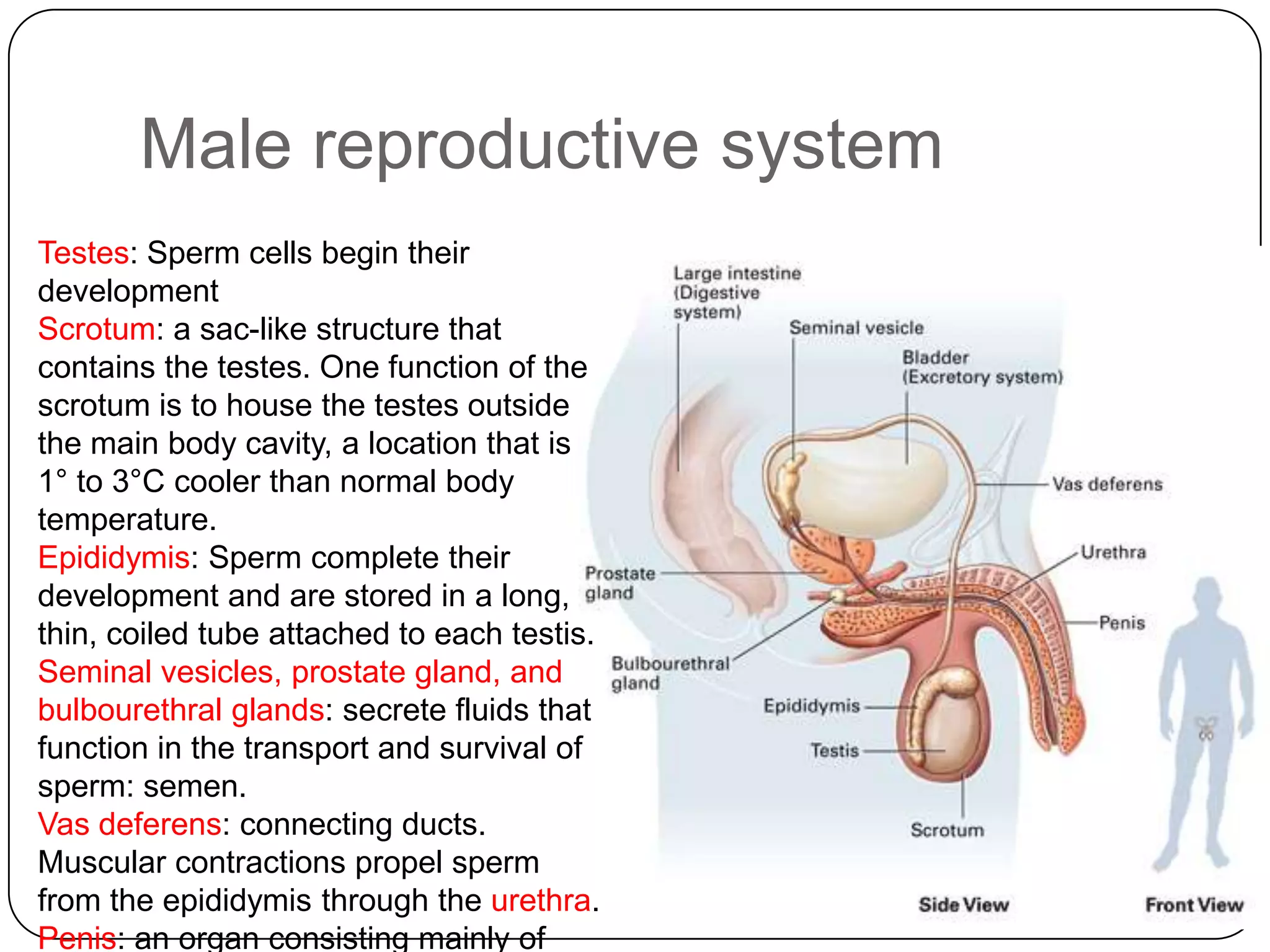 Male reproductive system
Testes: Sperm cells begin their
development
Scrotum: a sac-like structure that
contains the testes. One function of the
scrotum is to house the testes outside
the main body cavity, a location that is
1° to 3°C cooler than normal body
temperature.
Epididymis: Sperm complete their
development and are stored in a long,
thin, coiled tube attached to each testis.
Seminal vesicles, prostate gland, and
bulbourethral glands: secrete fluids that
function in the transport and survival of
sperm: semen.
Vas deferens: connecting ducts.
Muscular contractions propel sperm
from the epididymis through the urethra.
Penis: an organ consisting mainly of
 