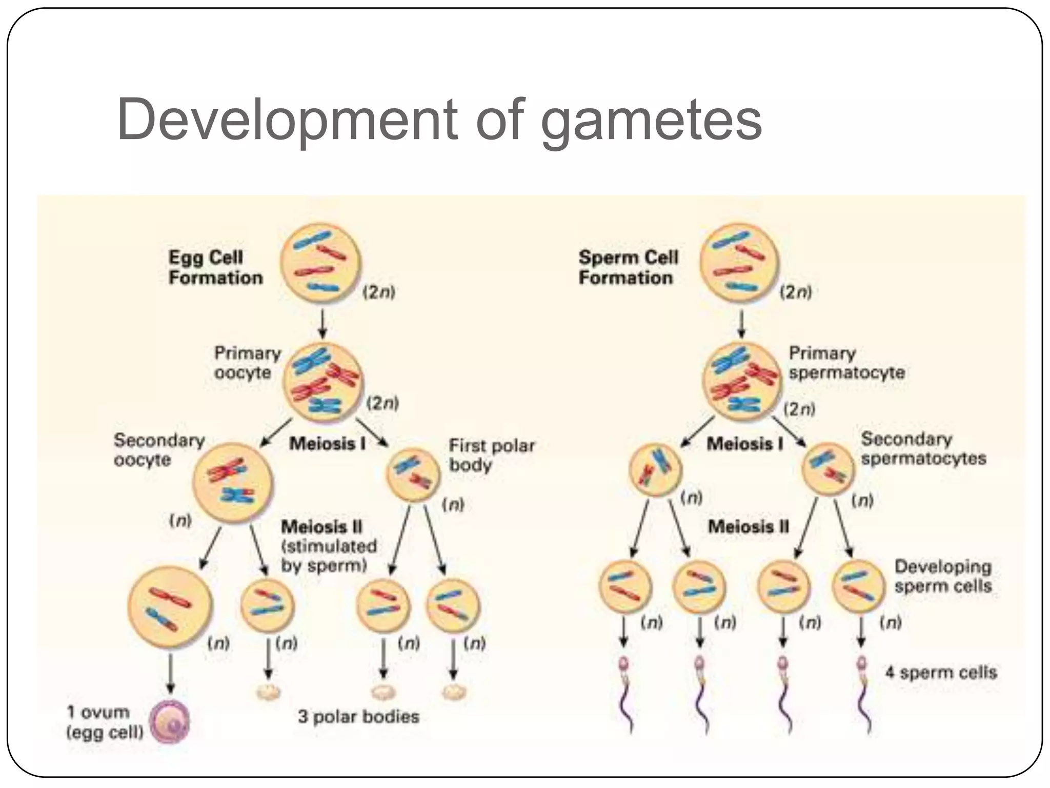 Development of gametes
 