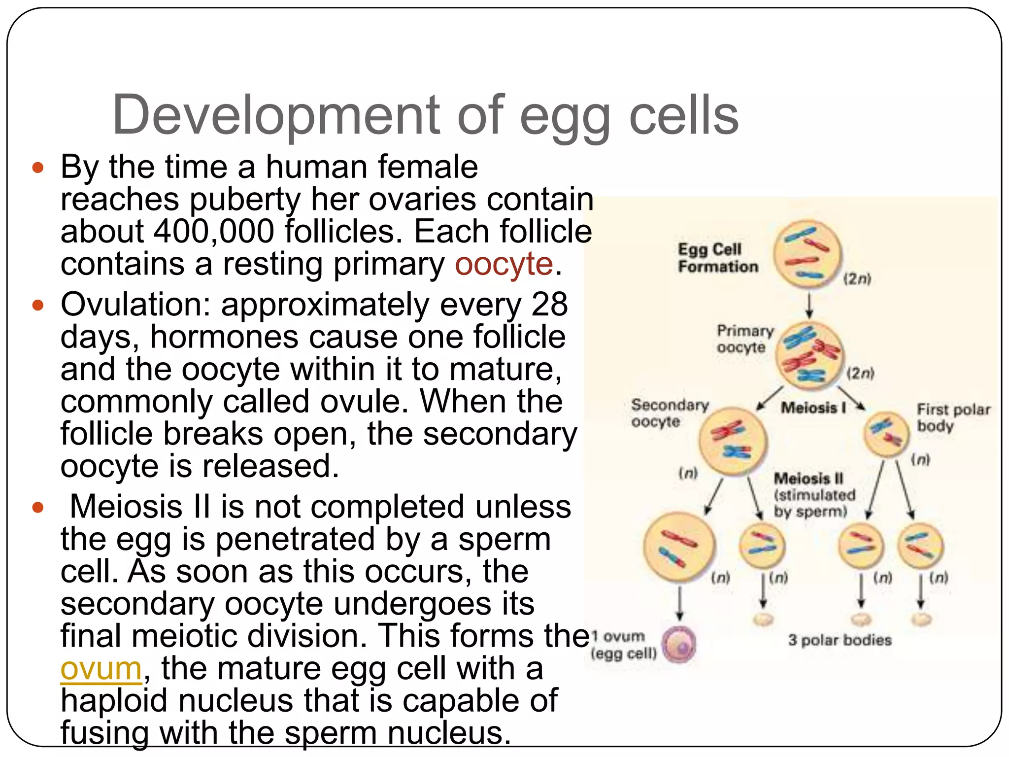 Development of egg cells
 By the time a human female
  reaches puberty her ovaries contain
  about 400,000 follicles. Each follicle
  contains a resting primary oocyte.
 Ovulation: approximately every 28
  days, hormones cause one follicle
  and the oocyte within it to mature,
  commonly called ovule. When the
  follicle breaks open, the secondary
  oocyte is released.
 Meiosis II is not completed unless
  the egg is penetrated by a sperm
  cell. As soon as this occurs, the
  secondary oocyte undergoes its
  final meiotic division. This forms the
  ovum, the mature egg cell with a
  haploid nucleus that is capable of
  fusing with the sperm nucleus.
 