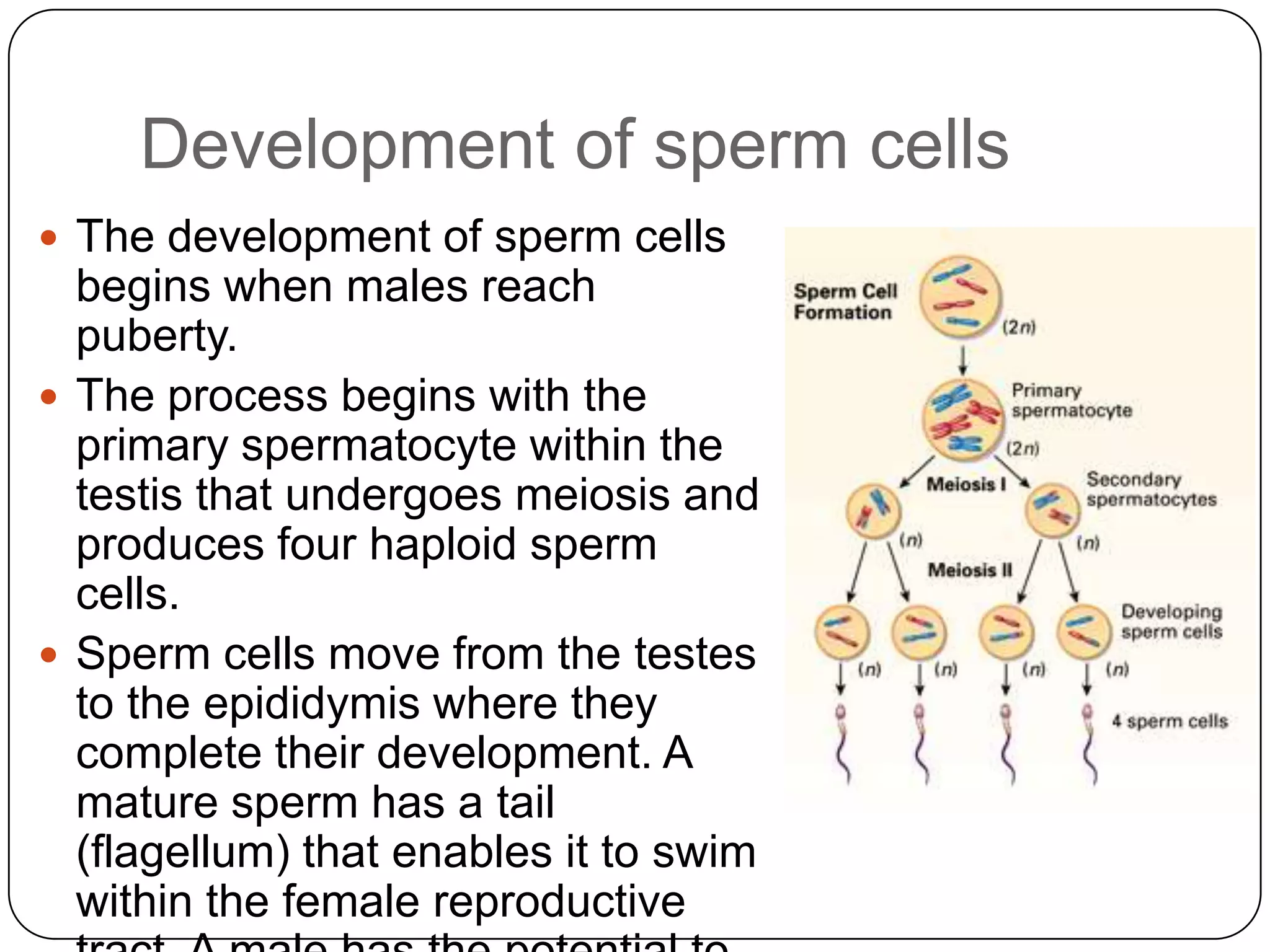 Development of sperm cells
 The development of sperm cells
  begins when males reach
  puberty.
 The process begins with the
  primary spermatocyte within the
  testis that undergoes meiosis and
  produces four haploid sperm
  cells.
 Sperm cells move from the testes
  to the epididymis where they
  complete their development. A
  mature sperm has a tail
  (flagellum) that enables it to swim
  within the female reproductive
 