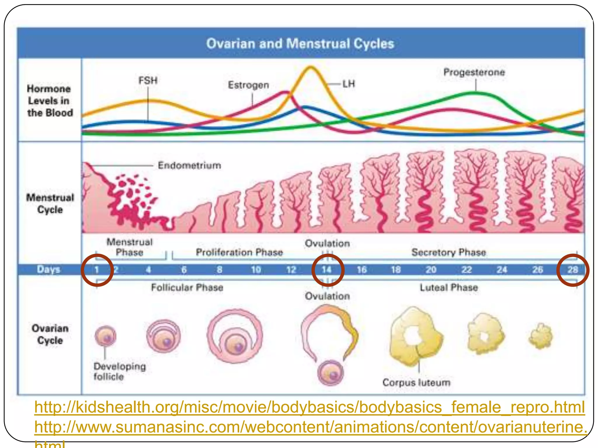 http://kidshealth.org/misc/movie/bodybasics/bodybasics_female_repro.html
http://www.sumanasinc.com/webcontent/animations/content/ovarianuterine.
 