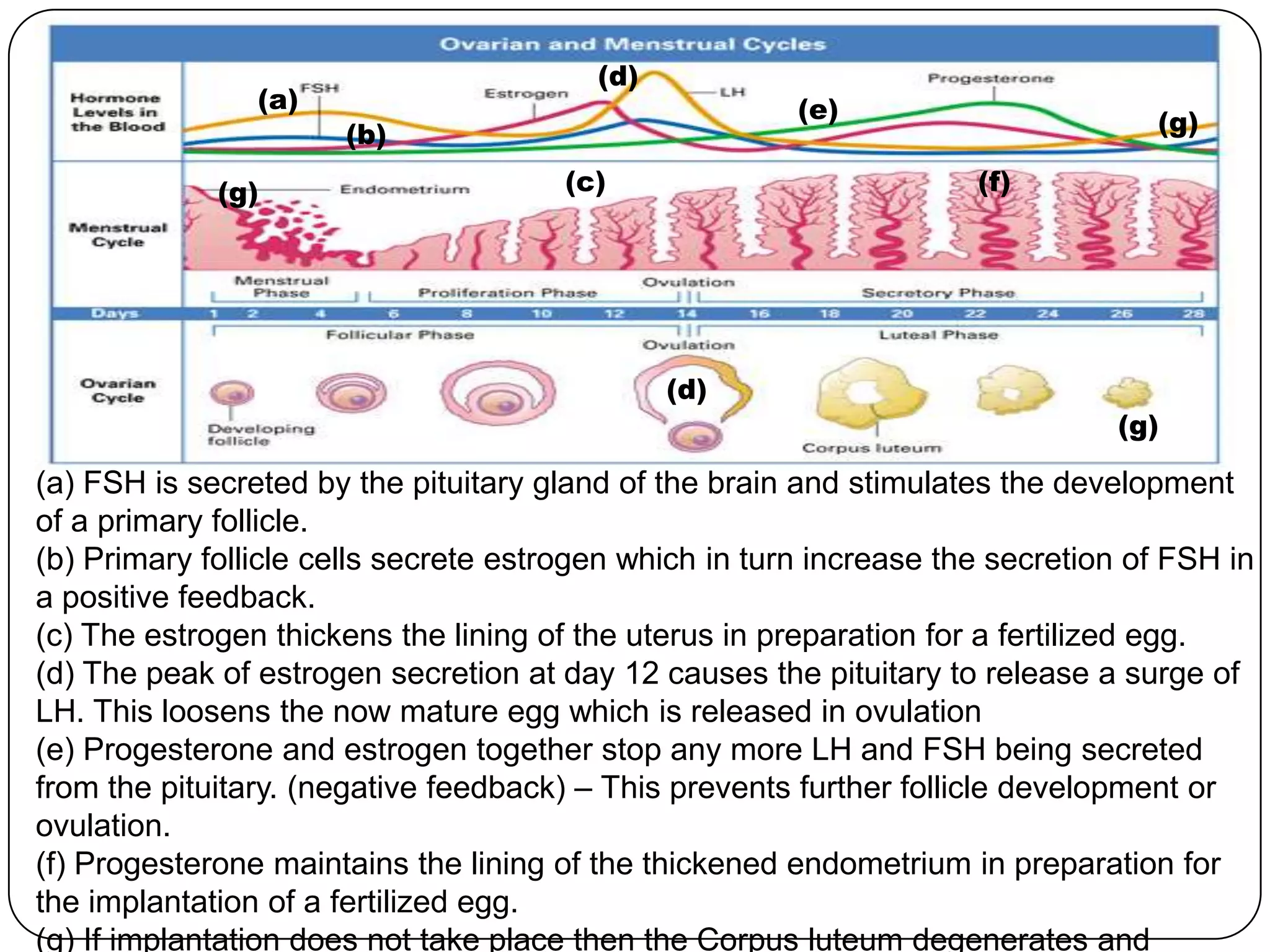 (d)
                (a)                                     (e)
                      (b)                                                         (g)

             (g)                       (c)                           (f)




                                               (d)
                                                                               (g)

(a) FSH is secreted by the pituitary gland of the brain and stimulates the development
of a primary follicle.
(b) Primary follicle cells secrete estrogen which in turn increase the secretion of FSH in
a positive feedback.
(c) The estrogen thickens the lining of the uterus in preparation for a fertilized egg.
(d) The peak of estrogen secretion at day 12 causes the pituitary to release a surge of
LH. This loosens the now mature egg which is released in ovulation
(e) Progesterone and estrogen together stop any more LH and FSH being secreted
from the pituitary. (negative feedback) – This prevents further follicle development or
ovulation.
(f) Progesterone maintains the lining of the thickened endometrium in preparation for
the implantation of a fertilized egg.
(g) If implantation does not take place then the Corpus luteum degenerates and
 