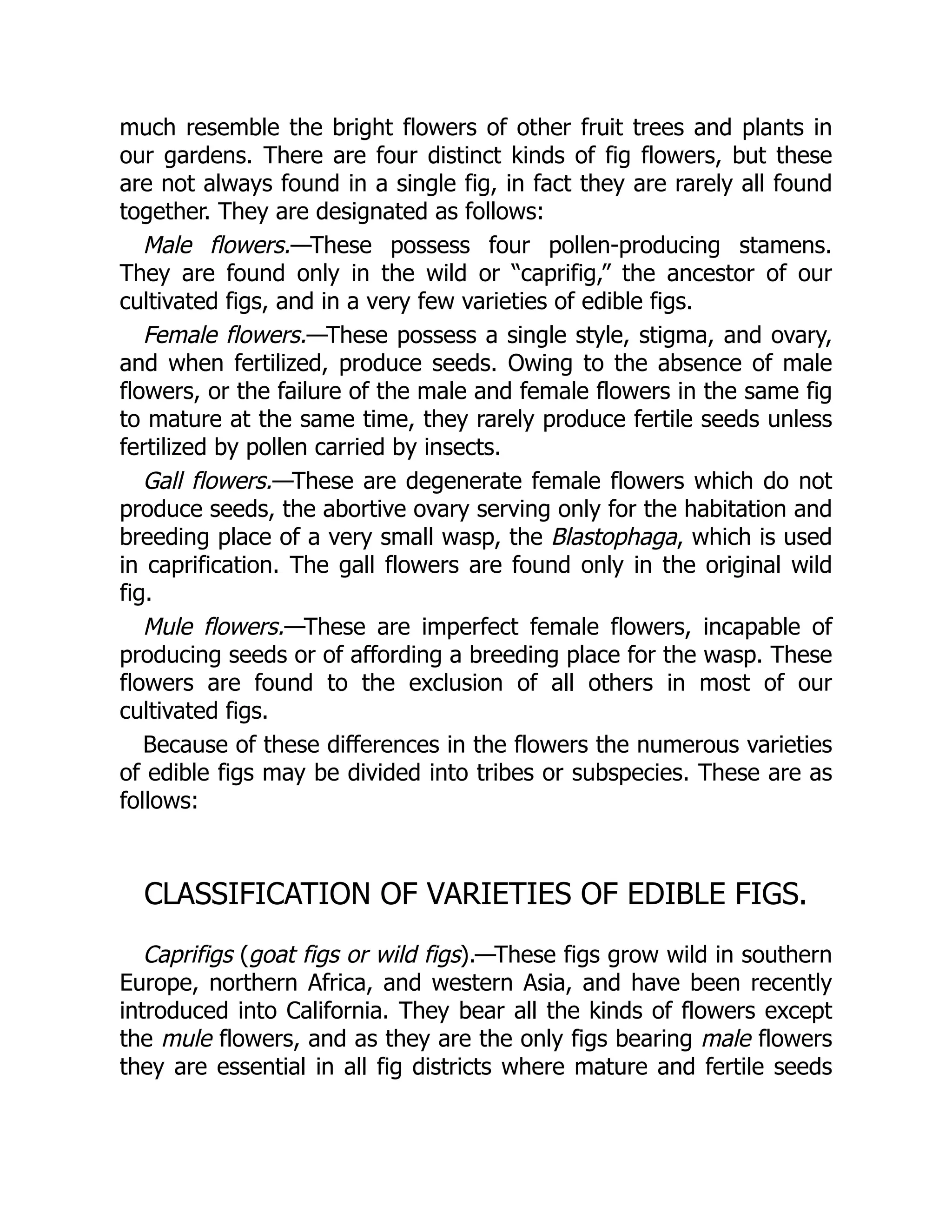 much resemble the bright flowers of other fruit trees and plants in
our gardens. There are four distinct kinds of fig flowers, but these
are not always found in a single fig, in fact they are rarely all found
together. They are designated as follows:
Male flowers.—These possess four pollen-producing stamens.
They are found only in the wild or “caprifig,” the ancestor of our
cultivated figs, and in a very few varieties of edible figs.
Female flowers.—These possess a single style, stigma, and ovary,
and when fertilized, produce seeds. Owing to the absence of male
flowers, or the failure of the male and female flowers in the same fig
to mature at the same time, they rarely produce fertile seeds unless
fertilized by pollen carried by insects.
Gall flowers.—These are degenerate female flowers which do not
produce seeds, the abortive ovary serving only for the habitation and
breeding place of a very small wasp, the Blastophaga, which is used
in caprification. The gall flowers are found only in the original wild
fig.
Mule flowers.—These are imperfect female flowers, incapable of
producing seeds or of affording a breeding place for the wasp. These
flowers are found to the exclusion of all others in most of our
cultivated figs.
Because of these differences in the flowers the numerous varieties
of edible figs may be divided into tribes or subspecies. These are as
follows:
CLASSIFICATION OF VARIETIES OF EDIBLE FIGS.
Caprifigs (goat figs or wild figs).—These figs grow wild in southern
Europe, northern Africa, and western Asia, and have been recently
introduced into California. They bear all the kinds of flowers except
the mule flowers, and as they are the only figs bearing male flowers
they are essential in all fig districts where mature and fertile seeds
 