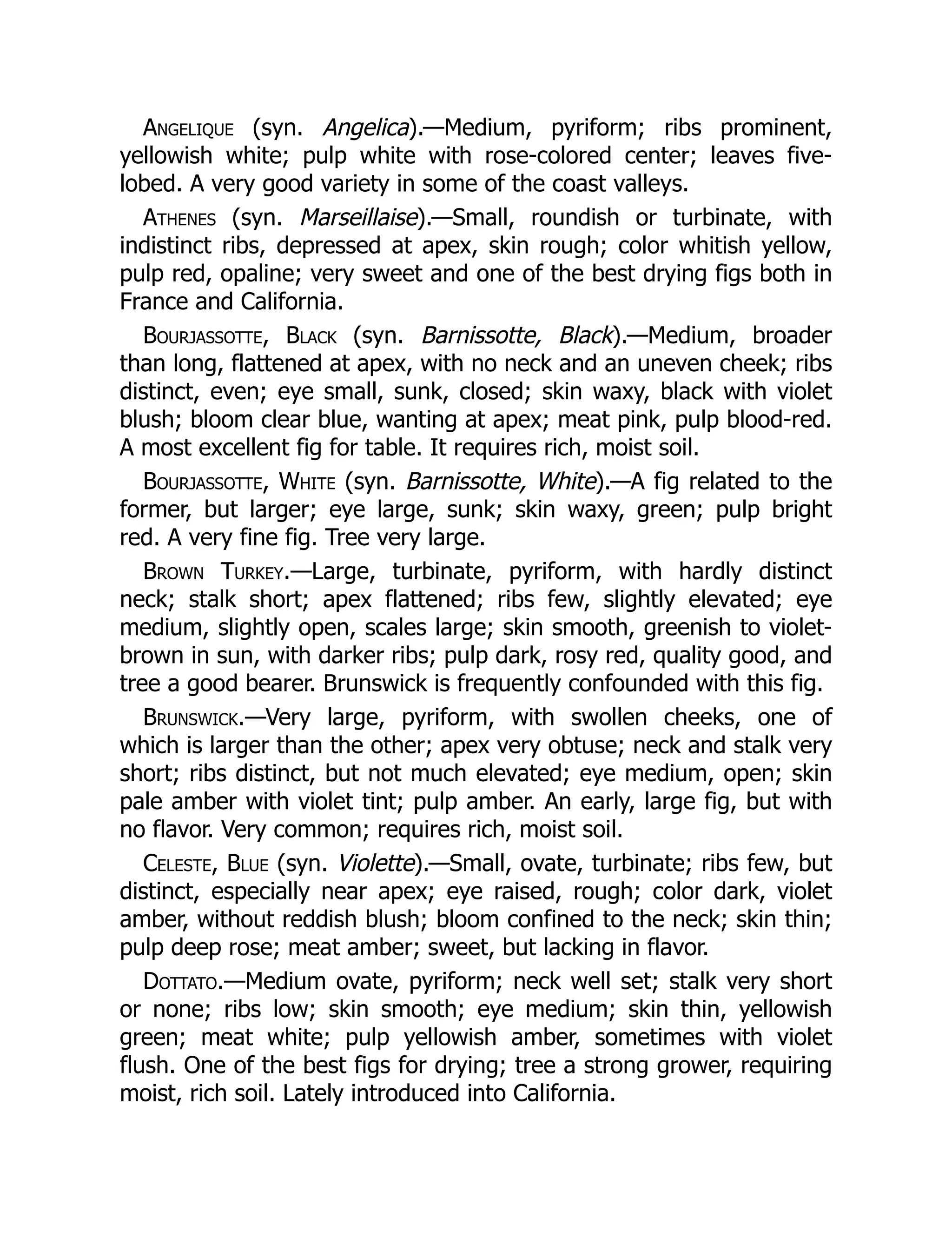 Angelique (syn. Angelica).—Medium, pyriform; ribs prominent,
yellowish white; pulp white with rose-colored center; leaves five-
lobed. A very good variety in some of the coast valleys.
Athenes (syn. Marseillaise).—Small, roundish or turbinate, with
indistinct ribs, depressed at apex, skin rough; color whitish yellow,
pulp red, opaline; very sweet and one of the best drying figs both in
France and California.
Bourjassotte, Black (syn. Barnissotte, Black).—Medium, broader
than long, flattened at apex, with no neck and an uneven cheek; ribs
distinct, even; eye small, sunk, closed; skin waxy, black with violet
blush; bloom clear blue, wanting at apex; meat pink, pulp blood-red.
A most excellent fig for table. It requires rich, moist soil.
Bourjassotte, White (syn. Barnissotte, White).—A fig related to the
former, but larger; eye large, sunk; skin waxy, green; pulp bright
red. A very fine fig. Tree very large.
Brown Turkey.—Large, turbinate, pyriform, with hardly distinct
neck; stalk short; apex flattened; ribs few, slightly elevated; eye
medium, slightly open, scales large; skin smooth, greenish to violet-
brown in sun, with darker ribs; pulp dark, rosy red, quality good, and
tree a good bearer. Brunswick is frequently confounded with this fig.
Brunswick.—Very large, pyriform, with swollen cheeks, one of
which is larger than the other; apex very obtuse; neck and stalk very
short; ribs distinct, but not much elevated; eye medium, open; skin
pale amber with violet tint; pulp amber. An early, large fig, but with
no flavor. Very common; requires rich, moist soil.
Celeste, Blue (syn. Violette).—Small, ovate, turbinate; ribs few, but
distinct, especially near apex; eye raised, rough; color dark, violet
amber, without reddish blush; bloom confined to the neck; skin thin;
pulp deep rose; meat amber; sweet, but lacking in flavor.
Dottato.—Medium ovate, pyriform; neck well set; stalk very short
or none; ribs low; skin smooth; eye medium; skin thin, yellowish
green; meat white; pulp yellowish amber, sometimes with violet
flush. One of the best figs for drying; tree a strong grower, requiring
moist, rich soil. Lately introduced into California.
 