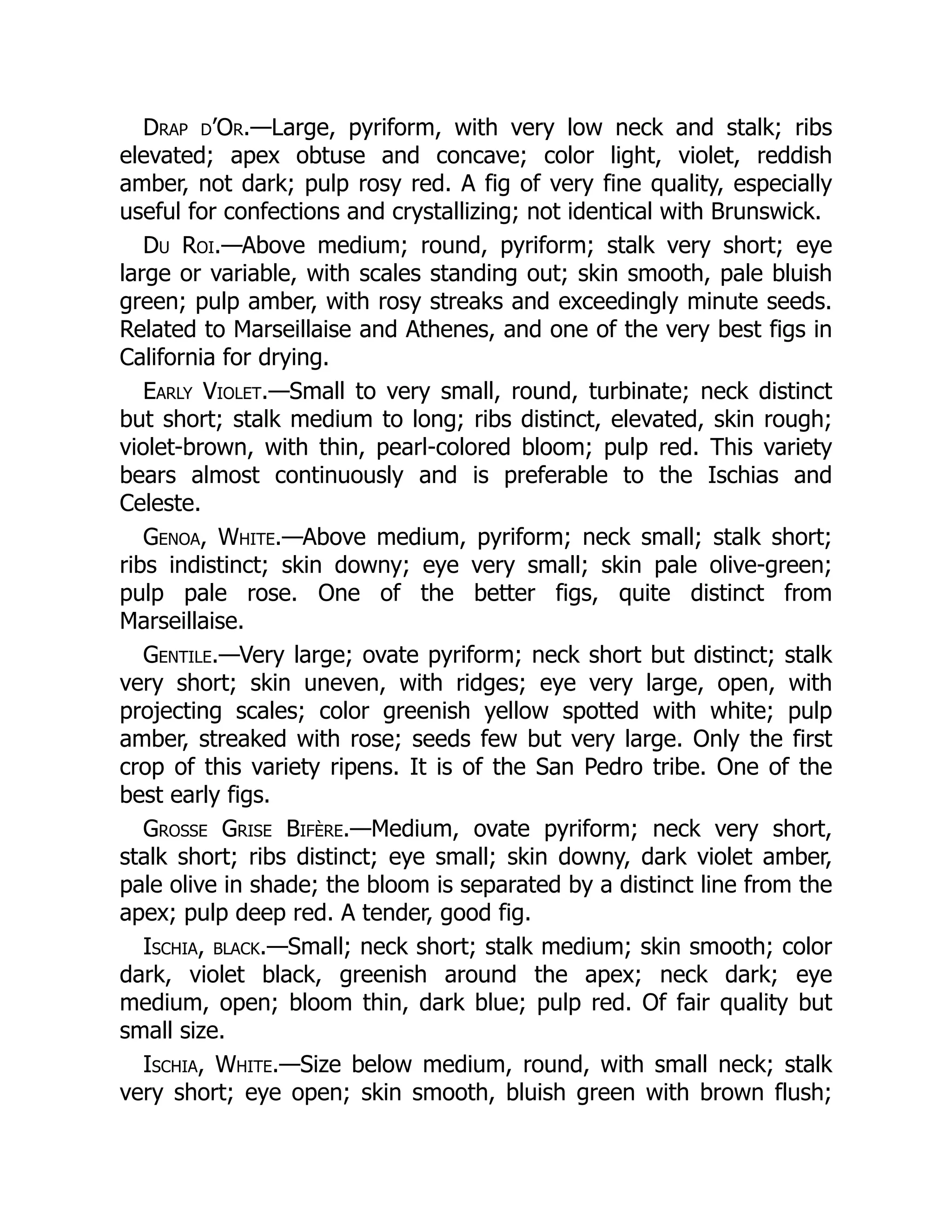 Drap d’Or.—Large, pyriform, with very low neck and stalk; ribs
elevated; apex obtuse and concave; color light, violet, reddish
amber, not dark; pulp rosy red. A fig of very fine quality, especially
useful for confections and crystallizing; not identical with Brunswick.
Du Roi.—Above medium; round, pyriform; stalk very short; eye
large or variable, with scales standing out; skin smooth, pale bluish
green; pulp amber, with rosy streaks and exceedingly minute seeds.
Related to Marseillaise and Athenes, and one of the very best figs in
California for drying.
Early Violet.—Small to very small, round, turbinate; neck distinct
but short; stalk medium to long; ribs distinct, elevated, skin rough;
violet-brown, with thin, pearl-colored bloom; pulp red. This variety
bears almost continuously and is preferable to the Ischias and
Celeste.
Genoa, White.—Above medium, pyriform; neck small; stalk short;
ribs indistinct; skin downy; eye very small; skin pale olive-green;
pulp pale rose. One of the better figs, quite distinct from
Marseillaise.
Gentile.—Very large; ovate pyriform; neck short but distinct; stalk
very short; skin uneven, with ridges; eye very large, open, with
projecting scales; color greenish yellow spotted with white; pulp
amber, streaked with rose; seeds few but very large. Only the first
crop of this variety ripens. It is of the San Pedro tribe. One of the
best early figs.
Grosse Grise Bifère.—Medium, ovate pyriform; neck very short,
stalk short; ribs distinct; eye small; skin downy, dark violet amber,
pale olive in shade; the bloom is separated by a distinct line from the
apex; pulp deep red. A tender, good fig.
Ischia, black.—Small; neck short; stalk medium; skin smooth; color
dark, violet black, greenish around the apex; neck dark; eye
medium, open; bloom thin, dark blue; pulp red. Of fair quality but
small size.
Ischia, White.—Size below medium, round, with small neck; stalk
very short; eye open; skin smooth, bluish green with brown flush;
 