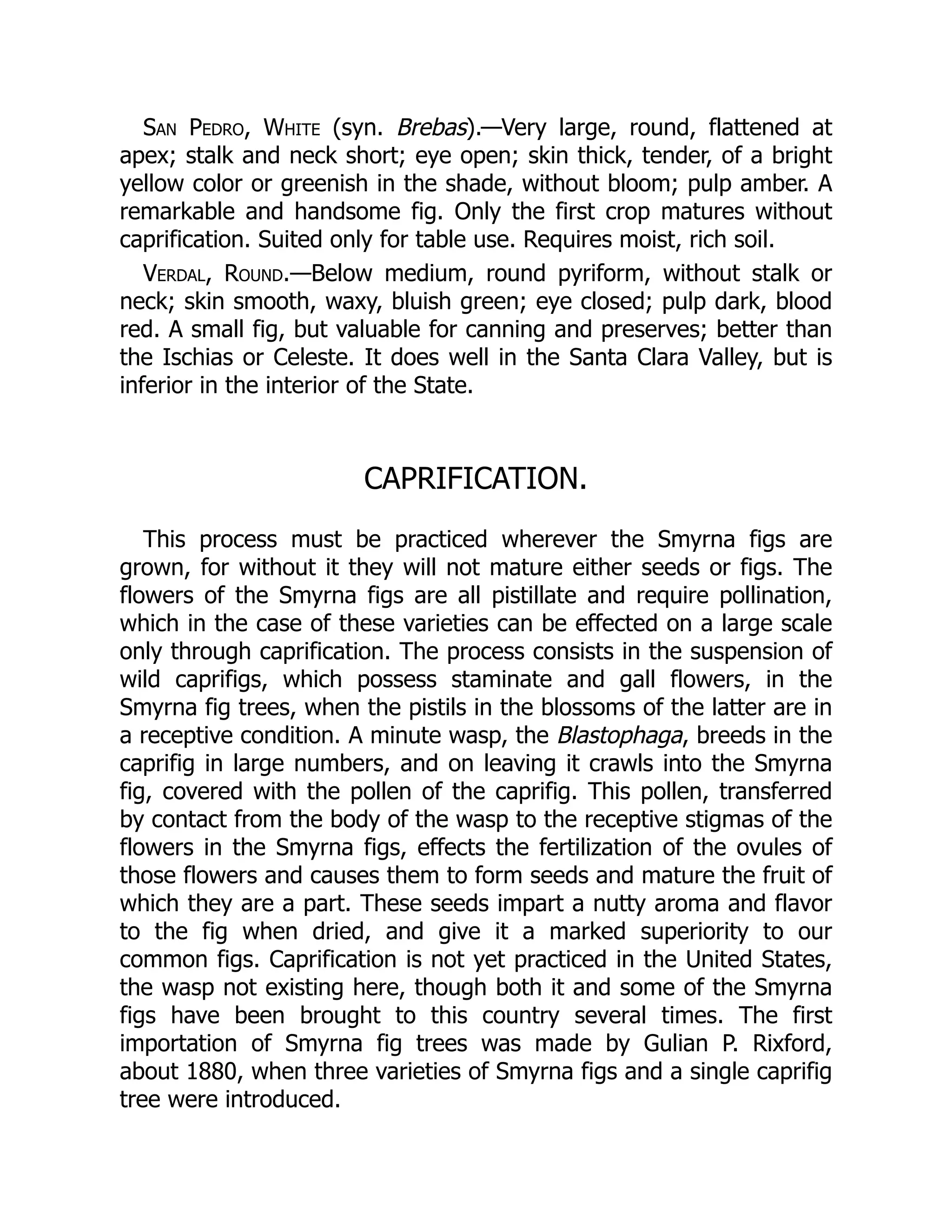 San Pedro, White (syn. Brebas).—Very large, round, flattened at
apex; stalk and neck short; eye open; skin thick, tender, of a bright
yellow color or greenish in the shade, without bloom; pulp amber. A
remarkable and handsome fig. Only the first crop matures without
caprification. Suited only for table use. Requires moist, rich soil.
Verdal, Round.—Below medium, round pyriform, without stalk or
neck; skin smooth, waxy, bluish green; eye closed; pulp dark, blood
red. A small fig, but valuable for canning and preserves; better than
the Ischias or Celeste. It does well in the Santa Clara Valley, but is
inferior in the interior of the State.
CAPRIFICATION.
This process must be practiced wherever the Smyrna figs are
grown, for without it they will not mature either seeds or figs. The
flowers of the Smyrna figs are all pistillate and require pollination,
which in the case of these varieties can be effected on a large scale
only through caprification. The process consists in the suspension of
wild caprifigs, which possess staminate and gall flowers, in the
Smyrna fig trees, when the pistils in the blossoms of the latter are in
a receptive condition. A minute wasp, the Blastophaga, breeds in the
caprifig in large numbers, and on leaving it crawls into the Smyrna
fig, covered with the pollen of the caprifig. This pollen, transferred
by contact from the body of the wasp to the receptive stigmas of the
flowers in the Smyrna figs, effects the fertilization of the ovules of
those flowers and causes them to form seeds and mature the fruit of
which they are a part. These seeds impart a nutty aroma and flavor
to the fig when dried, and give it a marked superiority to our
common figs. Caprification is not yet practiced in the United States,
the wasp not existing here, though both it and some of the Smyrna
figs have been brought to this country several times. The first
importation of Smyrna fig trees was made by Gulian P. Rixford,
about 1880, when three varieties of Smyrna figs and a single caprifig
tree were introduced.
 