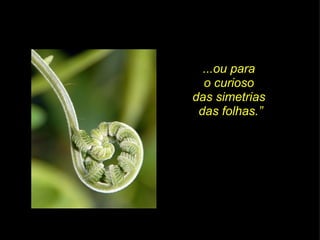 ...ou para  o curioso  das simetrias  das folhas.” 