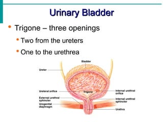 Trigone Structure Model 6606f93cd993e_The-Urinary-System---تشريح-نظري.ppt