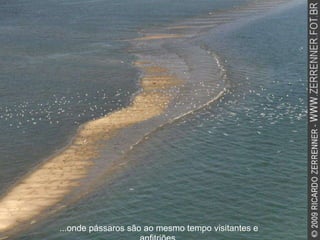 ...onde pássaros são ao mesmo tempo visitantes e anfitriões. 