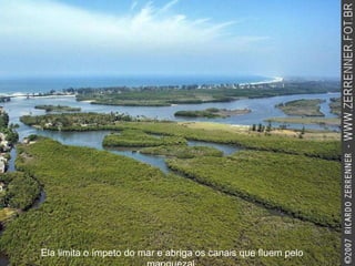 Ela limita o ímpeto do mar e abriga os canais que fluem pelo manguezal. 