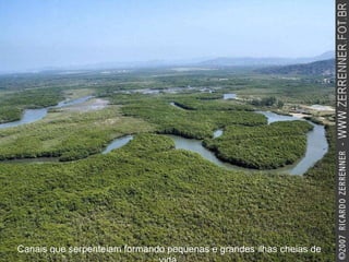 Canais que serpenteiam formando pequenas e grandes ilhas cheias de vida. 
