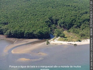 Porque a água da baía e o manguezal são a morada de muitos animais. 