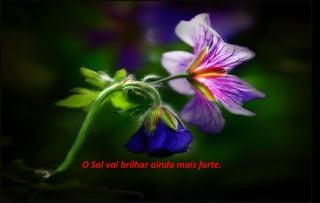 O Sol vai brilhar ainda mais forte.
 