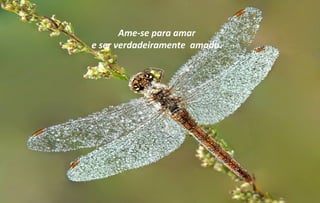 Ame-se para amar
e ser verdadeiramente amado.
 