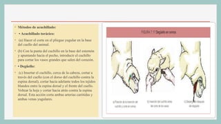 ◦ Métodos de acuchillado:
◦ • Acuchillado torácico:
◦ (a) Hacer el corte en el pliegue yugular en la base
del cuello del animal.
◦ (b) Con la punta del cuchillo en la base del esternón
y apuntando hacia el pecho, introducir el cuchillo
para cortar los vasos grandes que salen del corazón.
◦ • Degüello:
◦ (c) Insertar el cuchillo, cerca de la cabeza, cortar a
través del cuello (con el dorso del cuchillo contra la
espina dorsal), cortar hacia adelante todos los tejidos
blandos entre la espina dorsal y el frente del cuello.
Voltear la hoja y cortar hacia atrás contra la espina
dorsal. Esta acción corta ambas arterias carótidas y
ambas venas yugulares.
 