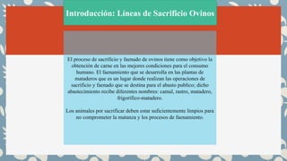 Introducción: Líneas de Sacrificio Ovinos
El proceso de sacrificio y faenado de ovinos tiene como objetivo la
obtención de carne en las mejores condiciones para el consumo
humano. El faenamiento que se desarrolla en las plantas de
mataderos que es un lugar donde realizan las operaciones de
sacrificio y faenado que se destina para el abasto publico; dicho
abastecimiento recibe diferentes nombres: camal, rastro, matadero,
frigorífico-matadero.
Los animales por sacrificar deben estar suficientemente limpios para
no comprometer la matanza y los procesos de faenamiento.
 