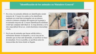 ¨Identificación de los animales en Matadero General¨
• En ovino, los animales deberán ser identificados siendo
menores de 12 meses los cuales se los identificara
mediante un crotal tipo rectangular con un número
colectivo (número completo del registro de la granja) y
en animales mayores de 12 meses identificación mediante
crotal tipo campana individual en la oreja derecha y en la
otra oreja deberá llevar un crotal electrónico (microchip)
o bolo.
• En el caso de animales que hayan sufrido dolor o
sufrimiento durante el transporte, o en el caso de los
animales que no han sido destetados, el sacrificio se hace
de inmediato. Si no es posible, se sacrifican antes de
transcurridas dos horas desde su llegada.
 