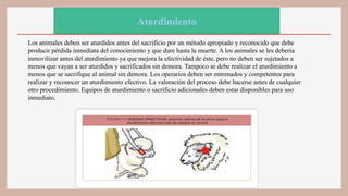 Aturdimiento
Los animales deben ser aturdidos antes del sacrificio por un método apropiado y reconocido que debe
producir pérdida inmediata del conocimiento y que dure hasta la muerte. A los animales se les debería
inmovilizar antes del aturdimiento ya que mejora la efectividad de éste, pero no deben ser sujetados a
menos que vayan a ser aturdidos y sacrificados sin demora. Tampoco se debe realizar el aturdimiento a
menos que se sacrifique al animal sin demora. Los operarios deben ser entrenados y competentes para
realizar y reconocer un aturdimiento efectivo. La valoración del proceso debe hacerse antes de cualquier
otro procedimiento. Equipos de aturdimiento o sacrificio adicionales deben estar disponibles para uso
inmediato.
 