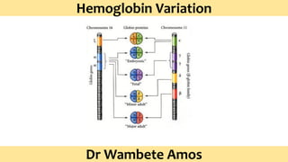 Hemoglobin Variation
Dr Wambete Amos
 