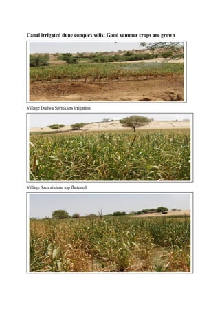 Canal irrigated dune complex soils: Good summer crops are grown
Village Dudwa Sprinklers irrigation
Village Samrai dune top flattened
 