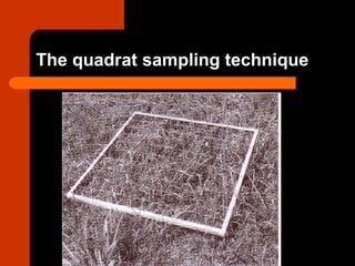 The quadrat sampling technique
 