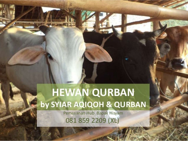 6281 859 2209 Call Sms Whatsapp Harga Kambing Qurban Harga He